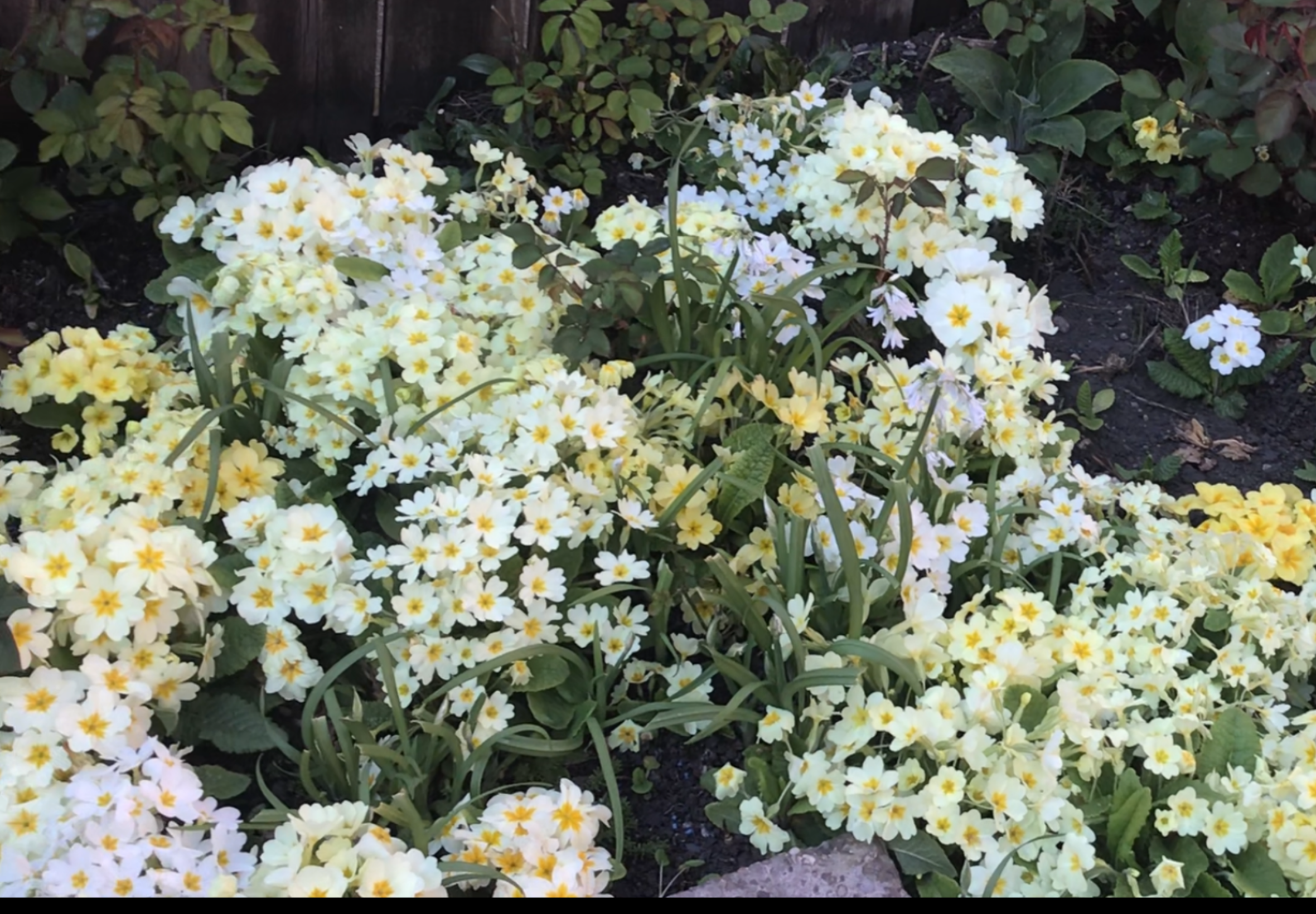 Established Polyanthus creating spring ground cover in a UK garden Mixed Polyanthus varieties blooming in a sustainable garden setting